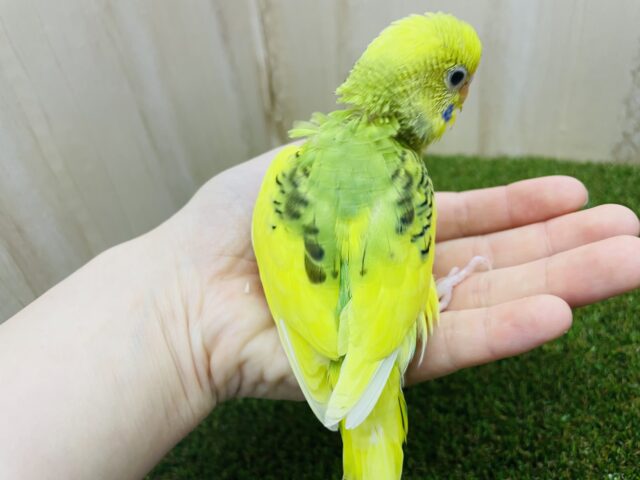 セキセイインコ