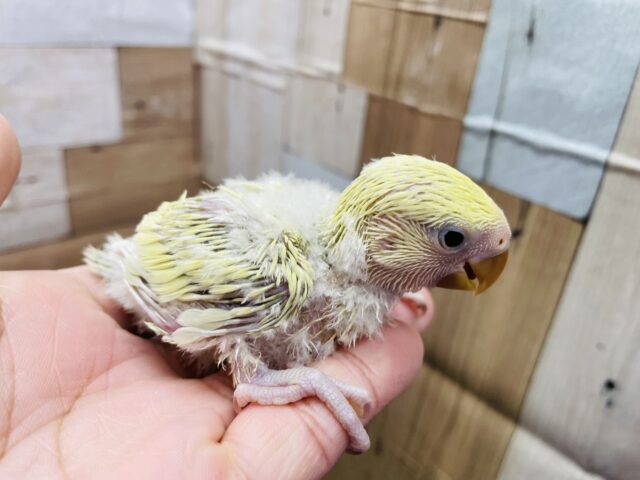 コザクラインコ（小桜インコ）