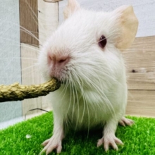 キラキラアイ☆アルビノイングリッシュモルモット♡