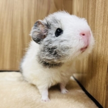 もこもこ☁️ヒツジかな？🐏テッセルモルモット(ホワイト×グレー)女の子