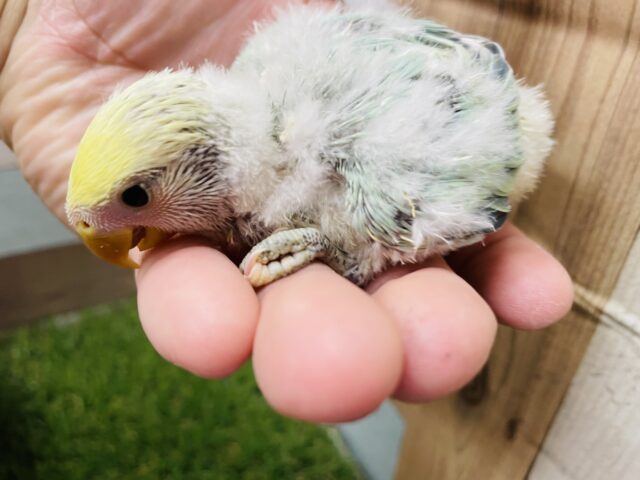 コザクラインコ（小桜インコ）