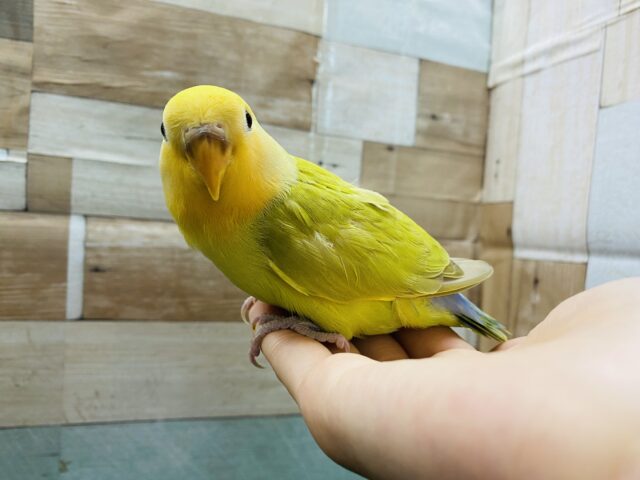 コザクラインコ（小桜インコ）