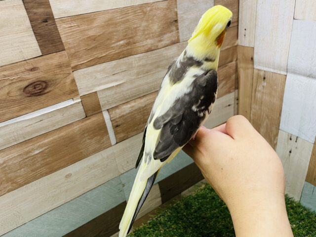 オカメインコ