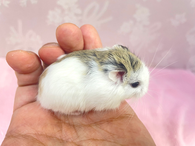 ロボロフスキーハムスター