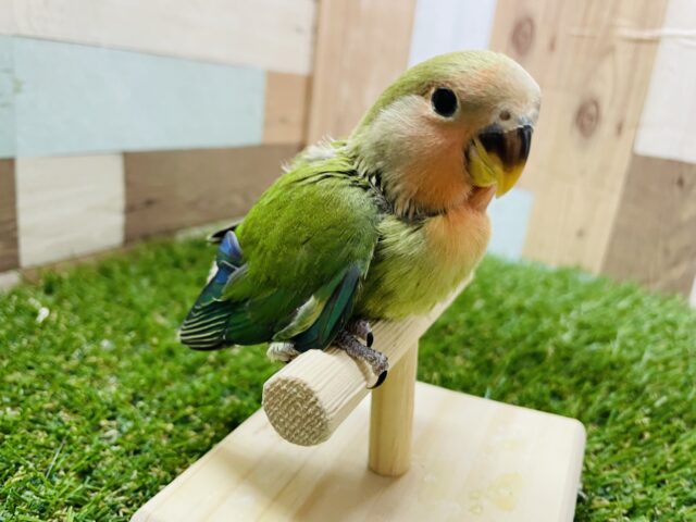 コザクラインコ（小桜インコ）