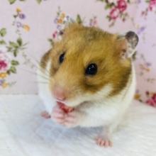 背中にボタンがあるの🧡ゴールデンハムスター🧡女のコ🧡♀