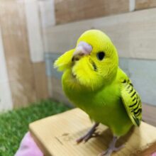 はっきりとした模様がとっても綺麗なコ！セキセイインコのオパーリン！