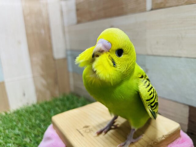 はっきりとした模様がとっても綺麗なコ！セキセイインコのオパーリン！