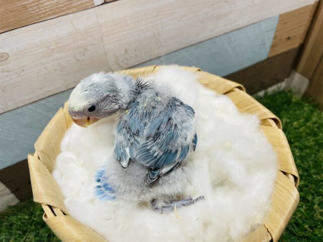 コザクラインコ（小桜インコ）