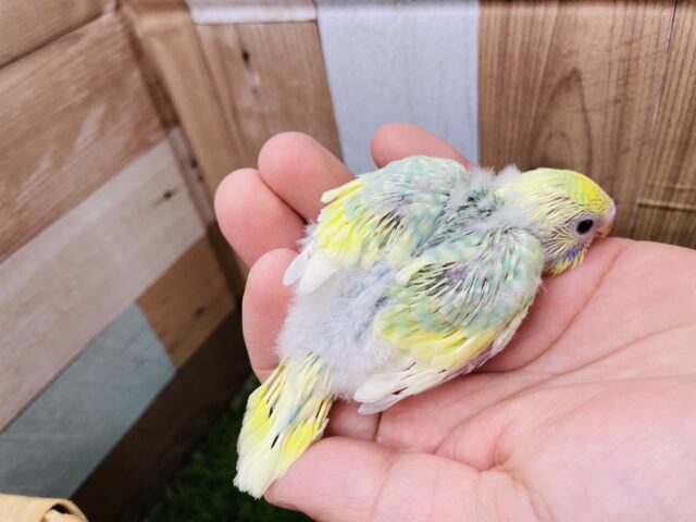 セキセイインコ