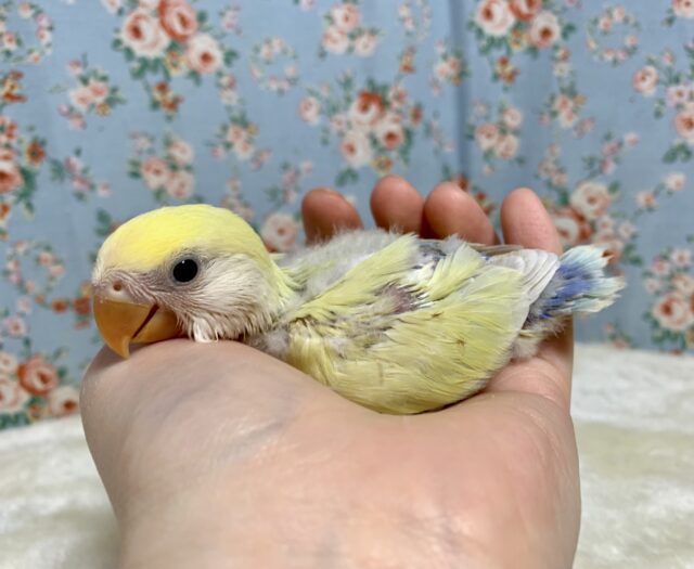 コザクラインコ（小桜インコ）