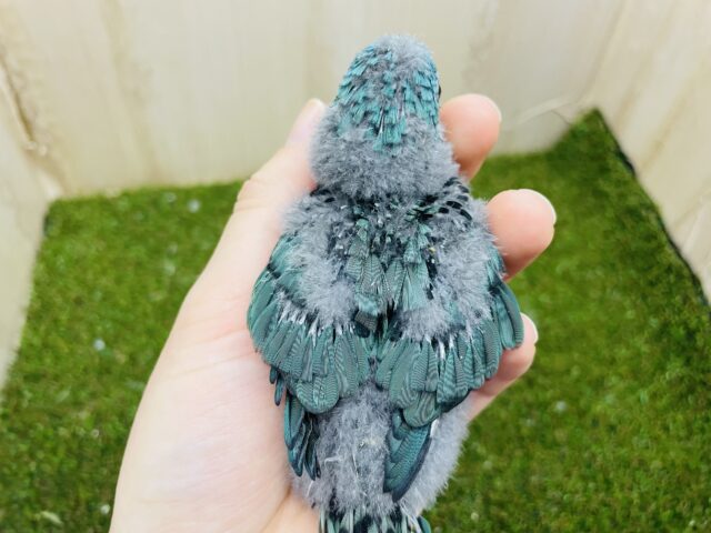 サザナミインコ