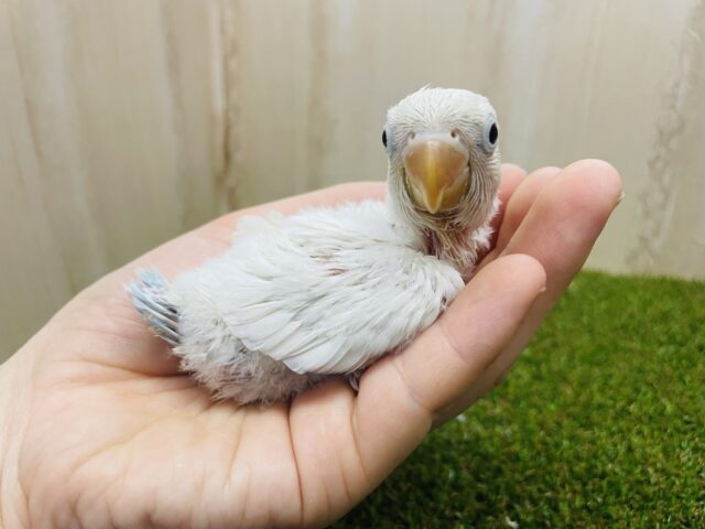 シロボタンインコ