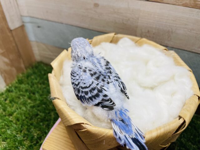 セキセイインコ