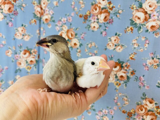 桜文鳥 / 白文鳥