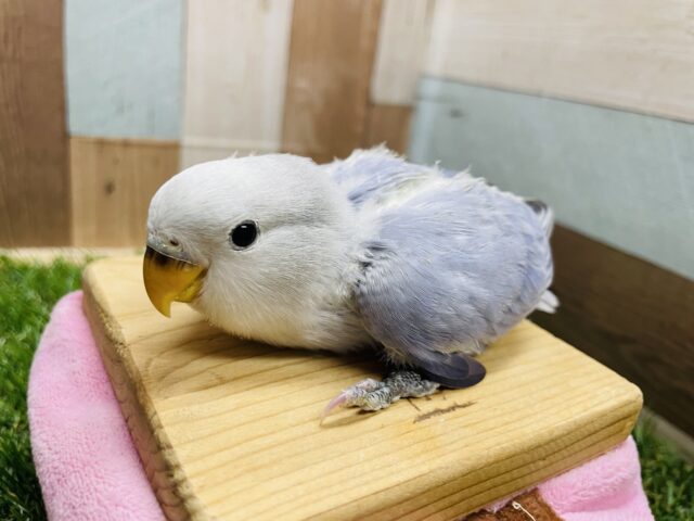 コザクラインコ（小桜インコ）