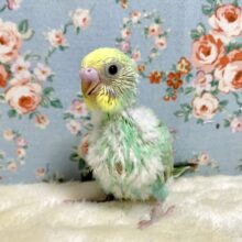 セキセイインコ　パステルレインボーエメラルドグリーン🌿*･　４月２８日