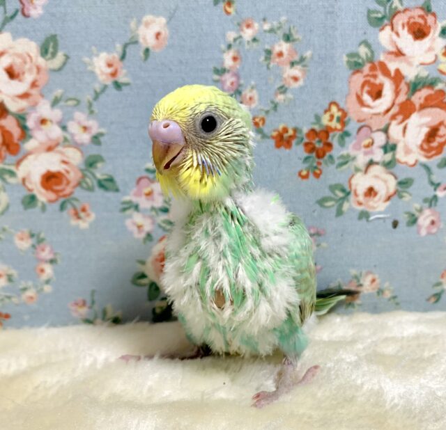 セキセイインコ　パステルレインボーエメラルドグリーン🌿*･　４月２８日