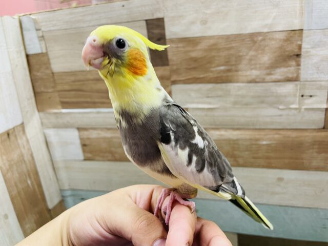 オカメインコ