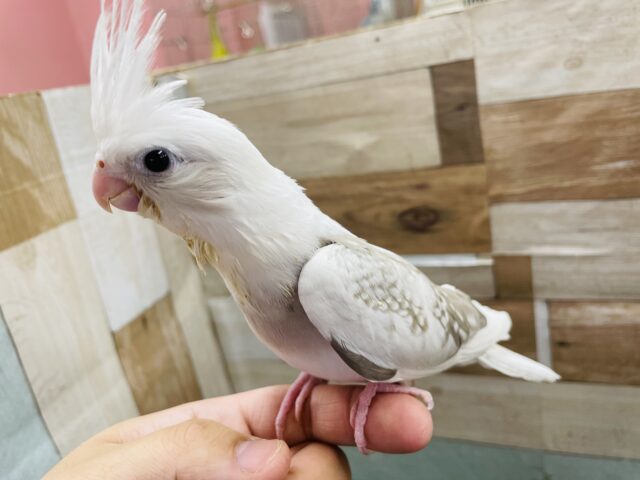 オカメインコ