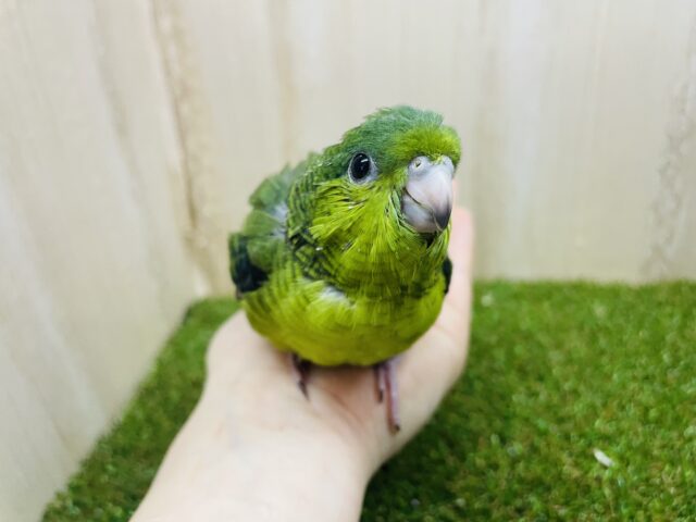 サザナミインコ