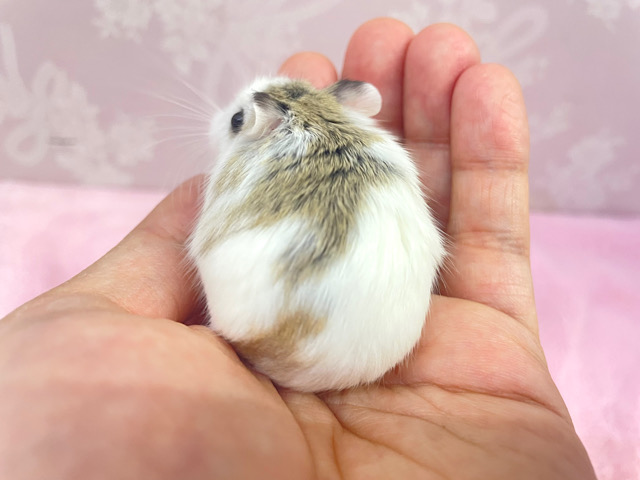 ロボロフスキーハムスター