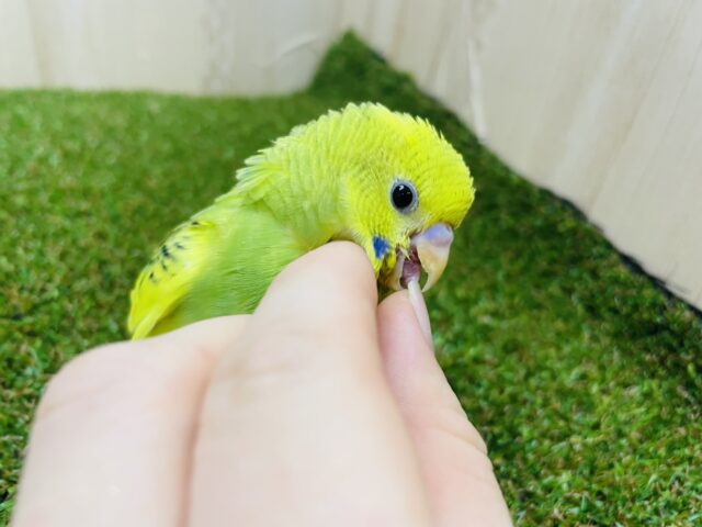 最新画像になりますよ‼️ぜんぶぜんぶ！大好きでいいじゃん！💓　セキセイインコ　パイド