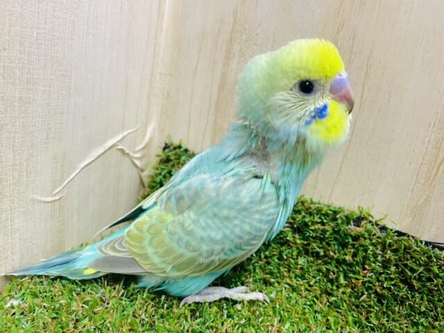 ワクワクする方が楽しいに決まってるよね〜　セキセイインコ　レインボー