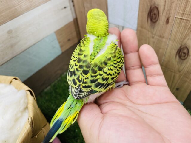 セキセイインコ