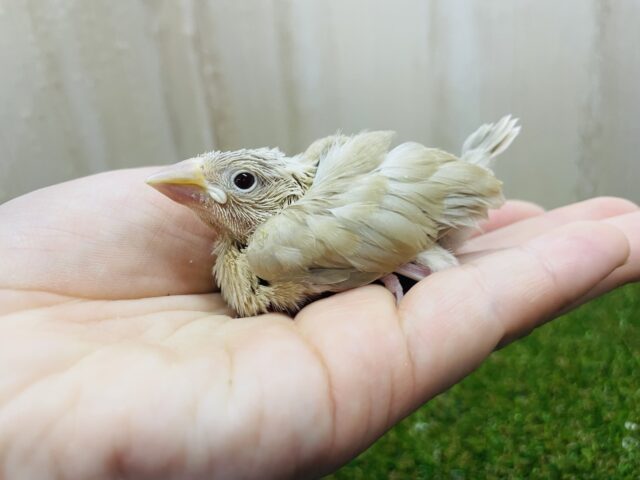 シナモン文鳥