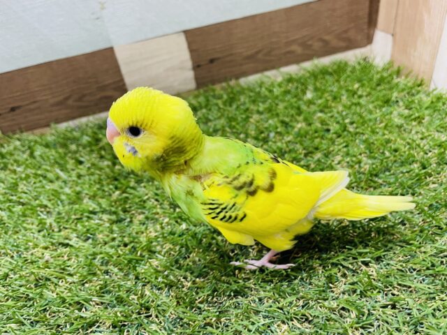 セキセイインコ