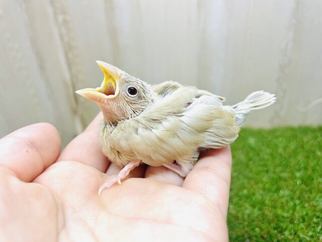 あと1匹です！最新画像になりますよ！ハッピー毎日！僕らが1番だい！！　シナモン文鳥