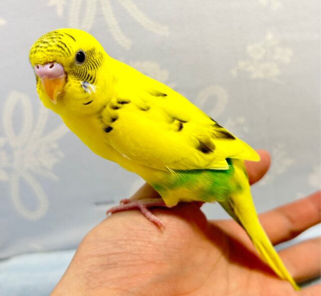 セキセイインコ