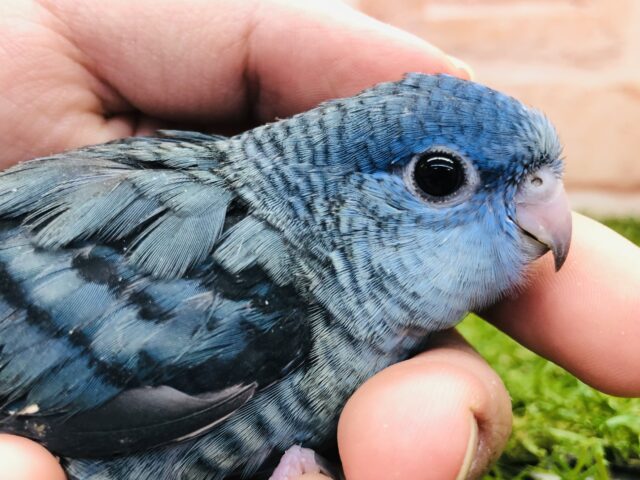 サザナミインコ