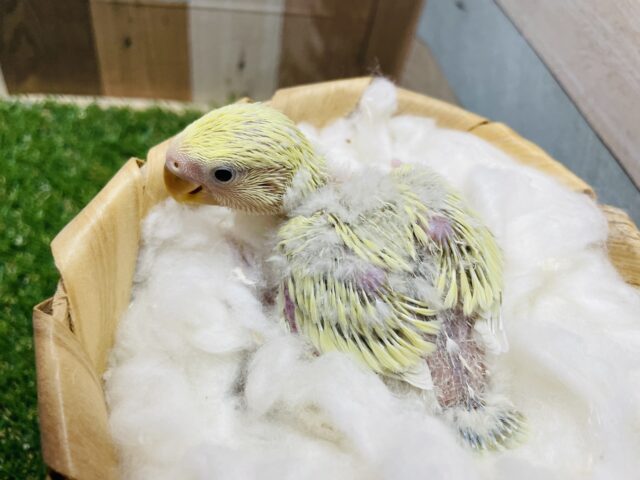 コザクラインコ（小桜インコ）