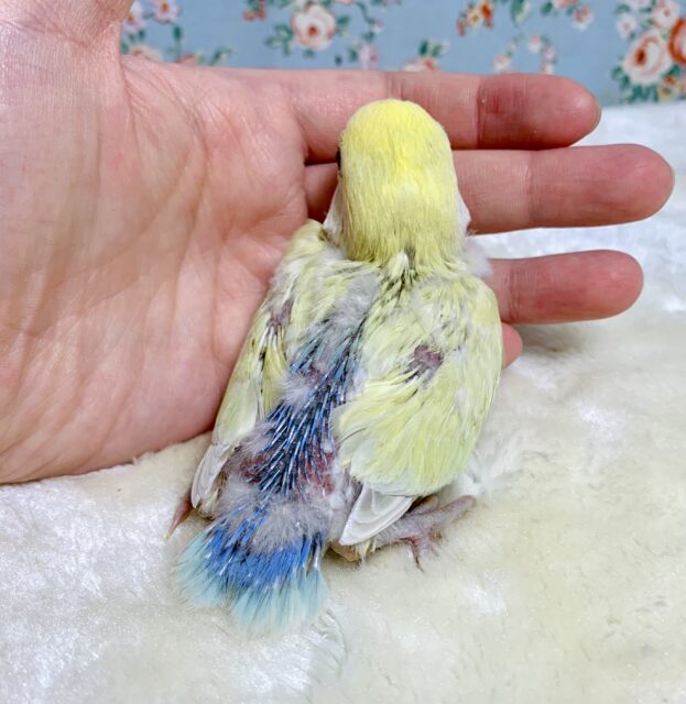 コザクラインコ（小桜インコ）