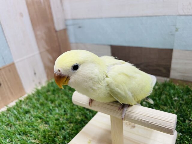 コザクラインコ（小桜インコ）