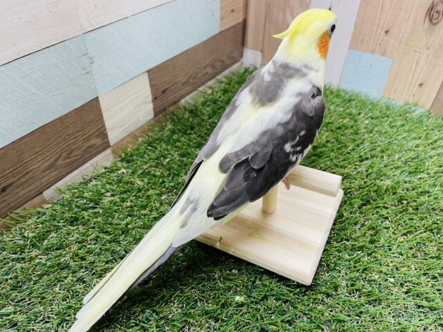 オカメインコ