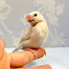 珍しい❣️シルバーイノ文鳥 2023年 3月生まれ
