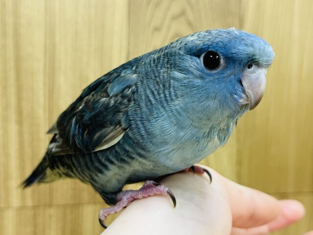 サザナミインコ