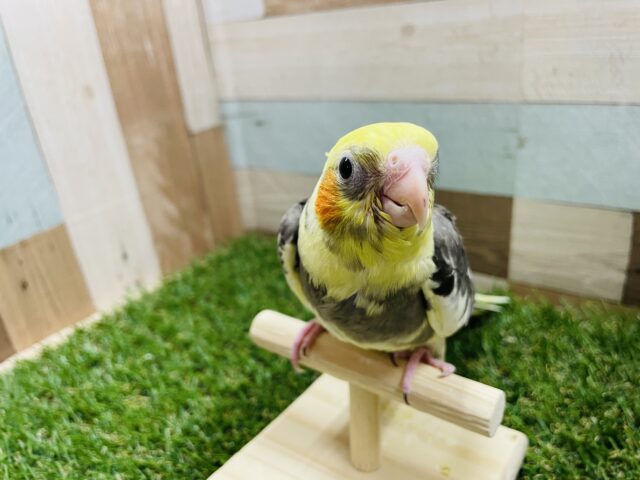 オカメインコ