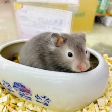 待ってました！！ふわもこセーブルハムスターちゃん💓　長毛ハムスター　セーブル　女の子