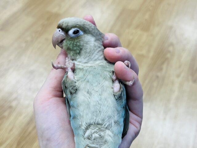 ホオミドリウロコインコ