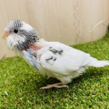こんにちは‼️ゴマシオちゃんです✨　セキセイインコ　パイド