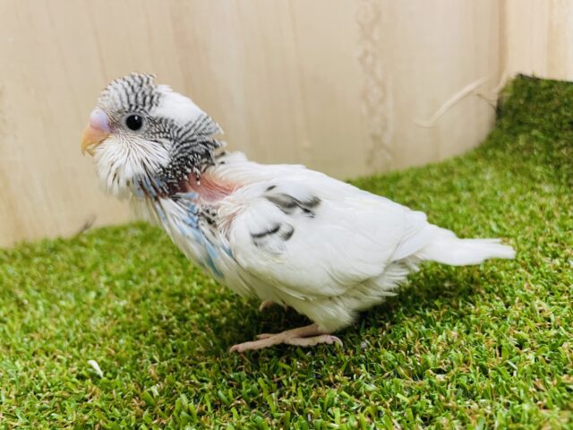 こんにちは‼️ゴマシオちゃんです✨　セキセイインコ　パイド