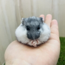 イエッサー！ぷっくりマーブルちゃん！　マーブルハムスター　女の子