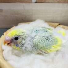 明るいグリーンが可愛らしい！！セキセイインコのパステルカラーレインボーパイド！