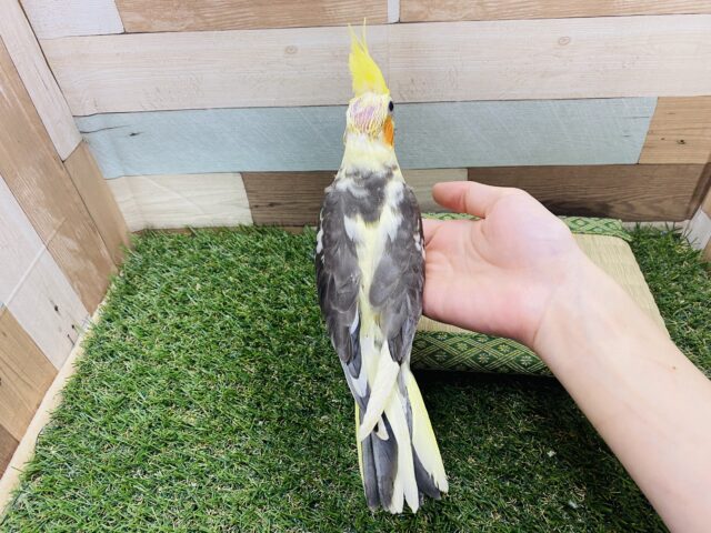 オカメインコ