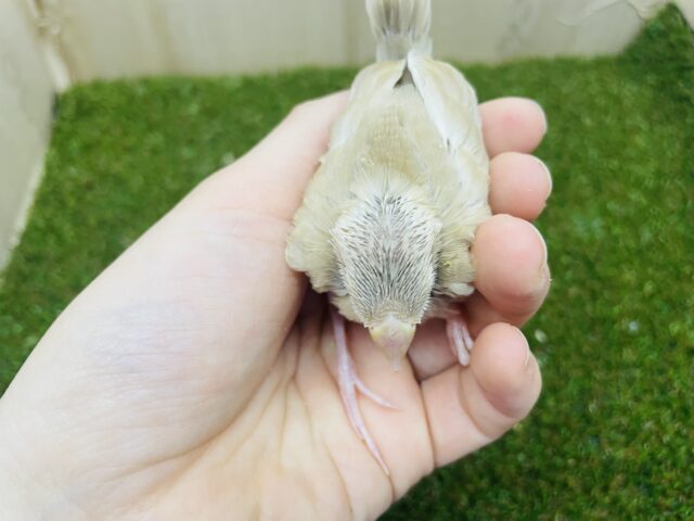 シナモン文鳥