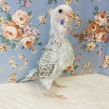 最高にイイ色合いです💙🤍手乗りセキセイインコ(シナモンオパーリン)💙🤍